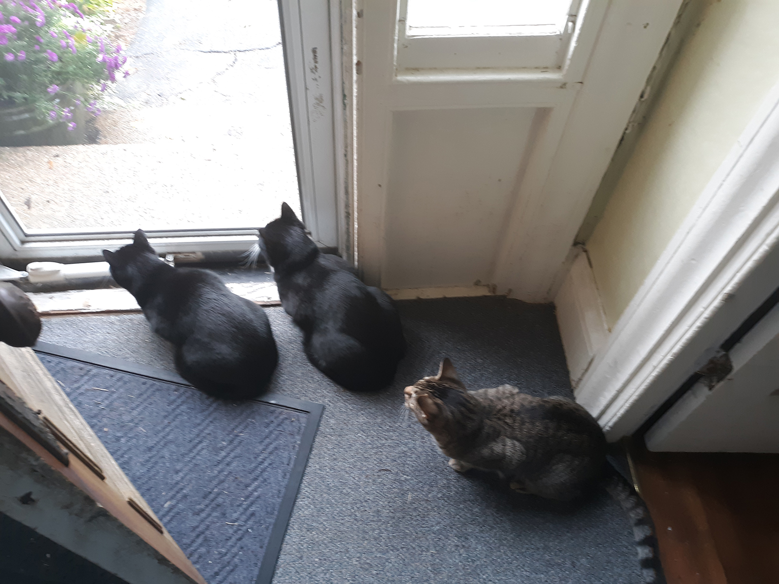 Pawpagians